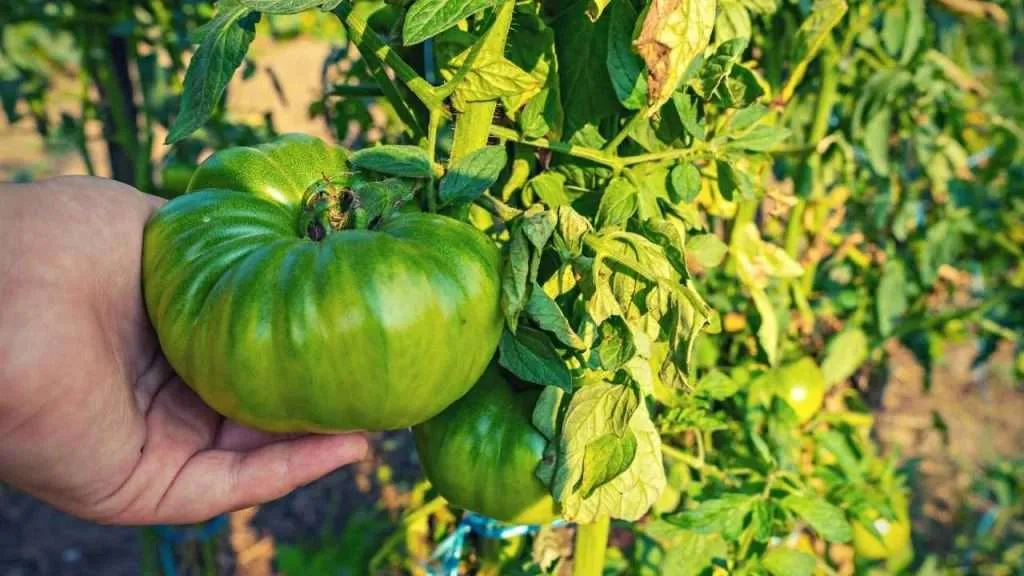 Are Tomato Plants Poisonous? | The Study Was Completed | September 2023 |  Just Pure Gardening