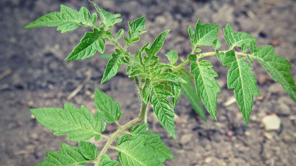 Are Tomato Plants Poisonous?