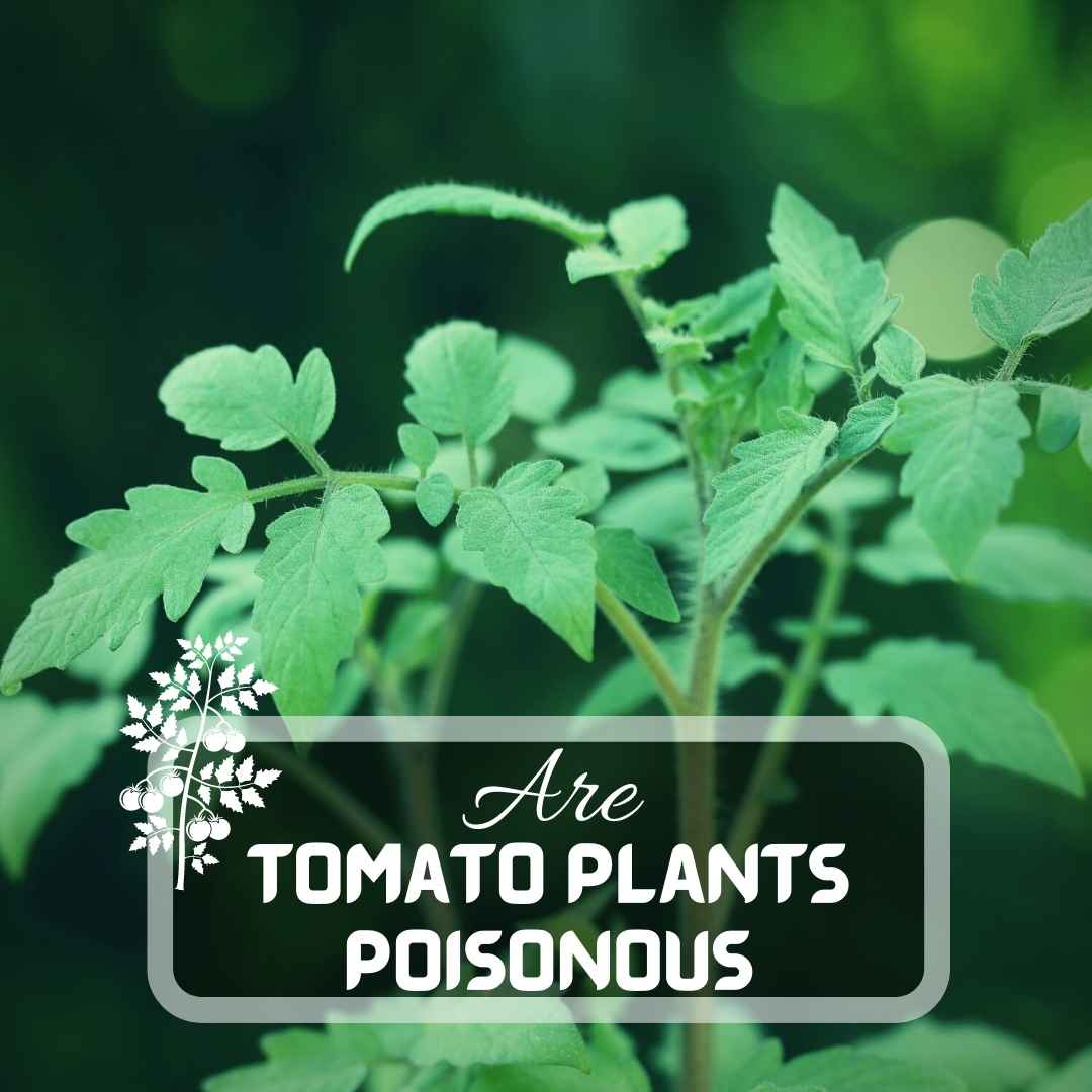 Are Tomato Plants Poisonous? | The Study Was Completed | September 2023 |  Just Pure Gardening