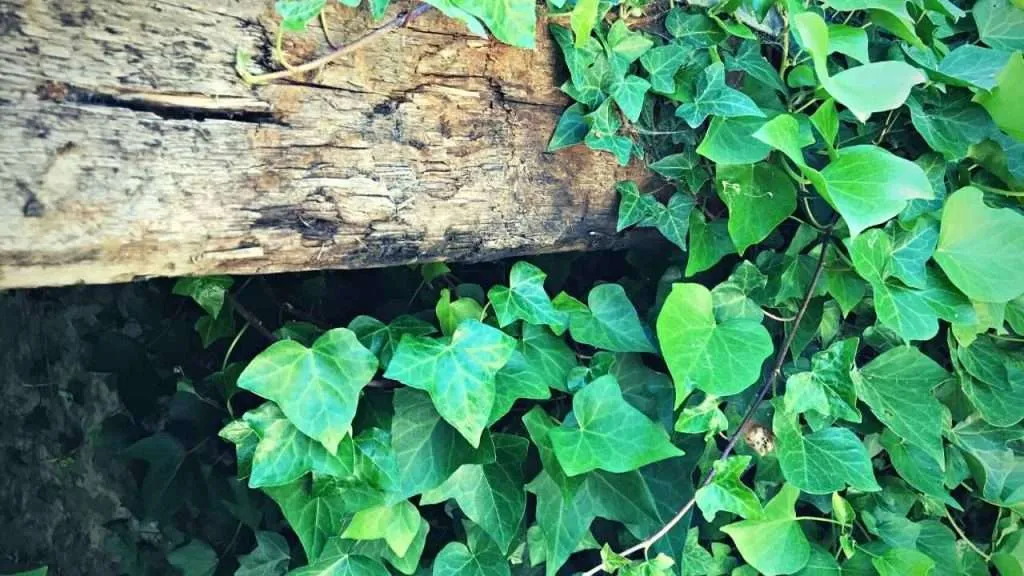 Common Garden Weeds - English Ivy