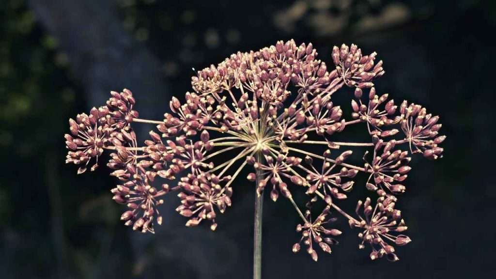 Dill Growing Stages - Seed Formation