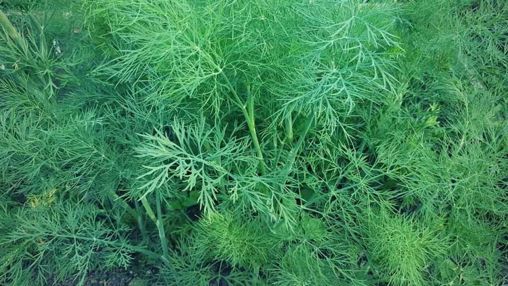 Dill Growing Stages - Vegetative Growth