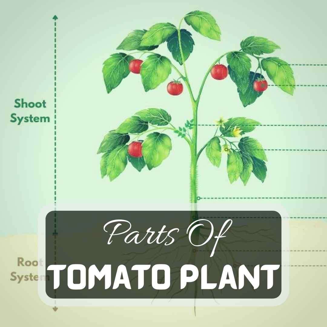 Exploring The Parts Of The Tomato Plant January 2024 Just Pure
