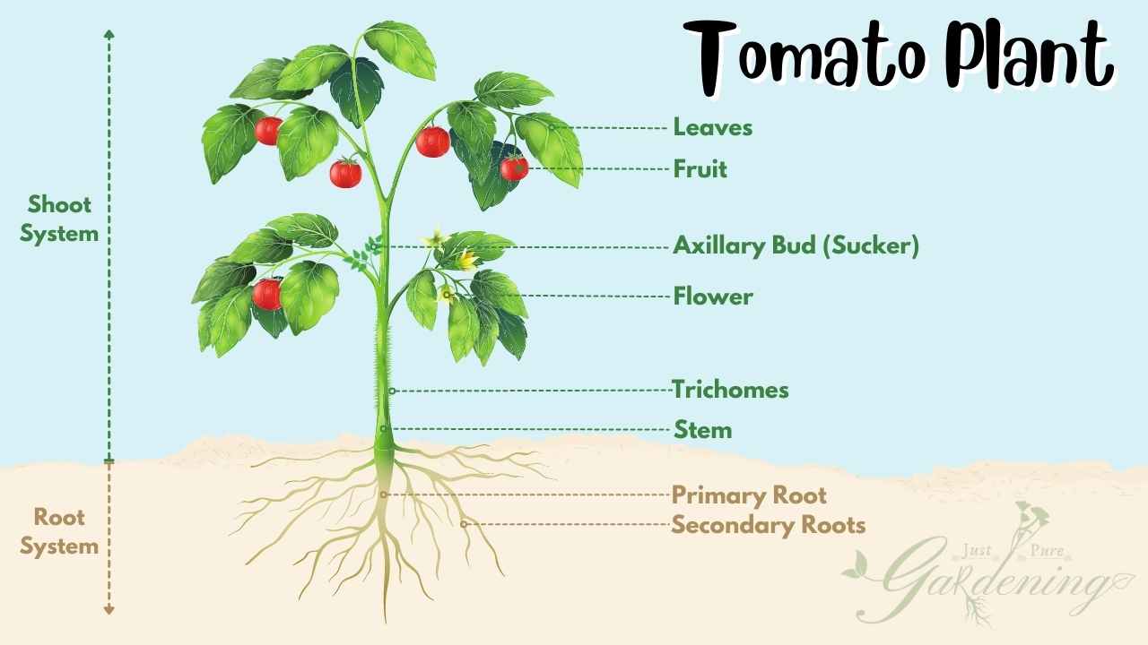 Exploring The Parts Of The Tomato Plant | January 2024 | Just Pure ...