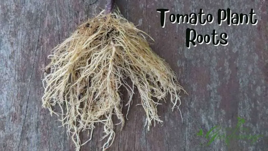 Parts Of The Tomato Plant - Roots