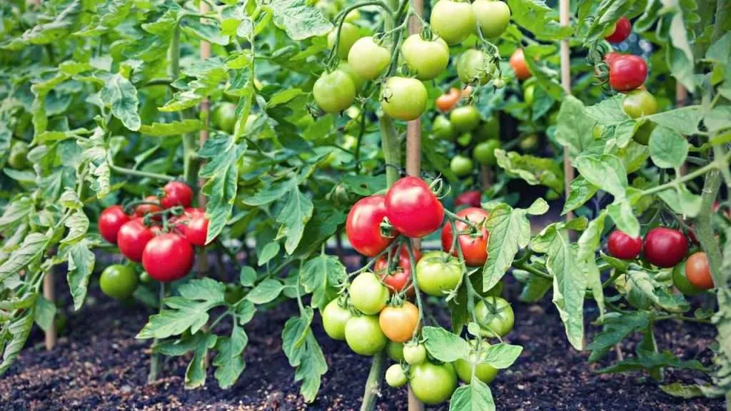 What Part of the Tomato Plant Is Poisonous?