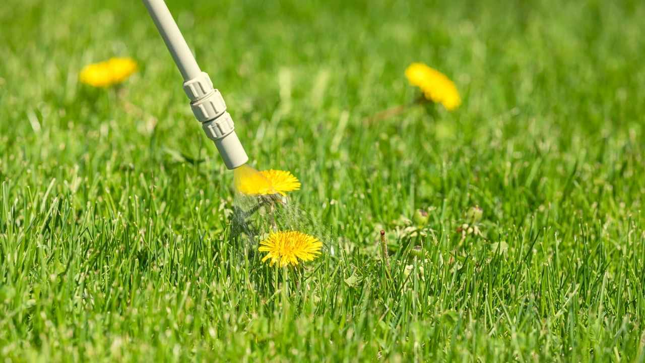 Best Broadleaf Weed Killer For Lawns 9 Highly Effective Options 2024 2931