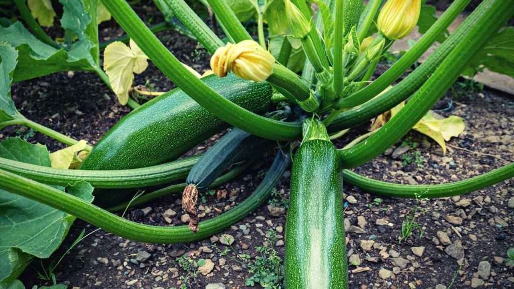 Growth Stages Of Zucchini Plants - Fruit Development