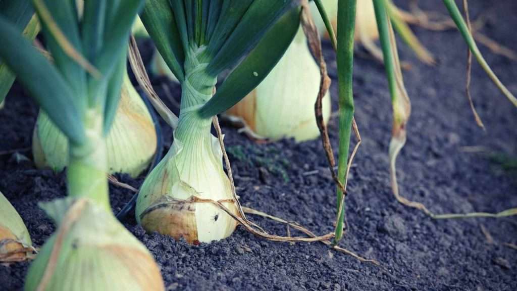 Onion Growing Stages: A Complete Guide