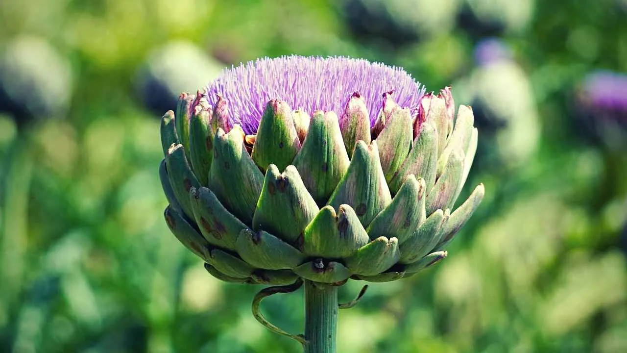 Should You Let Your Artichoke Bloom? | Just Pure Gardening