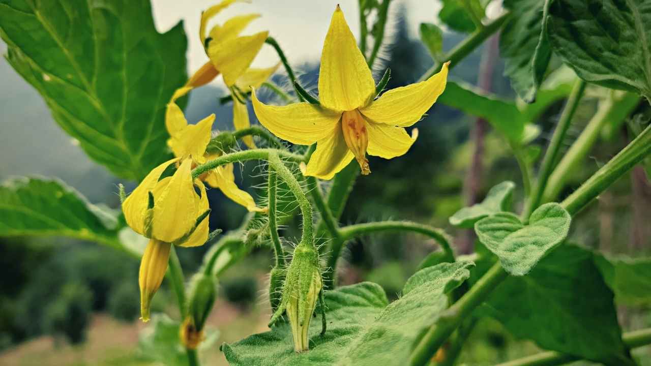 7 Tomato Growth Stages Understanding The Lifecycle 2023 Just Pure