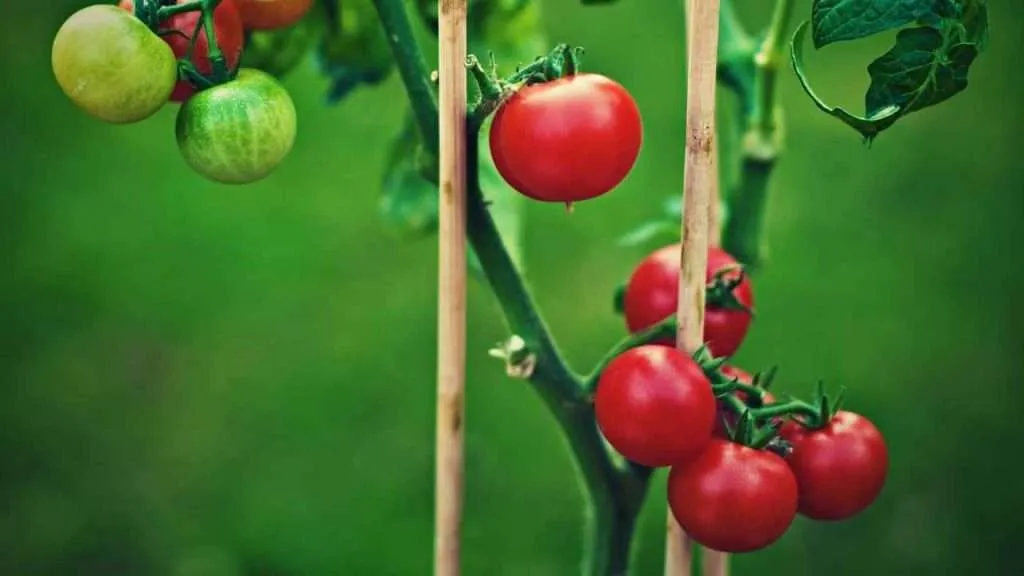 Tomato Growth Stages, The Lifecycle of Tomatoes