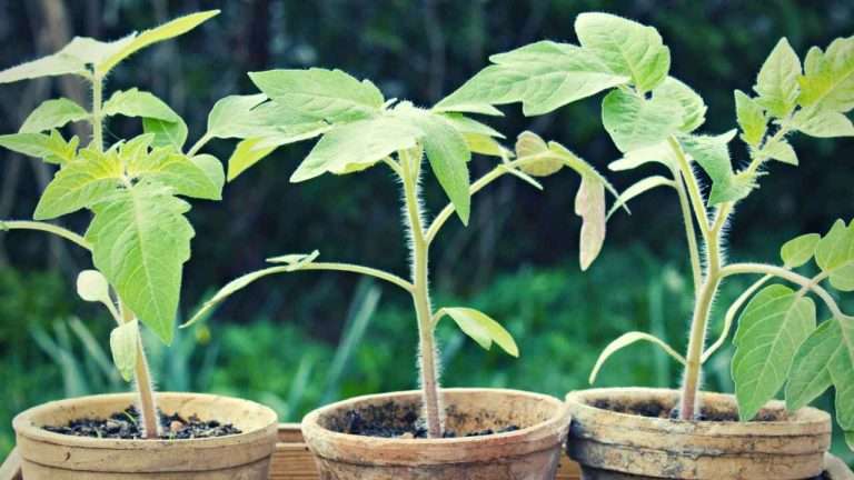 7 Tomato Growth Stages Understanding The Lifecycle 2023 Just Pure