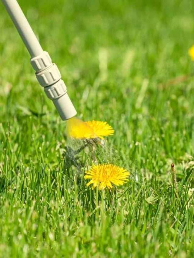 Best Broadleaf Weed Killer For Lawns Story Just Pure Gardening