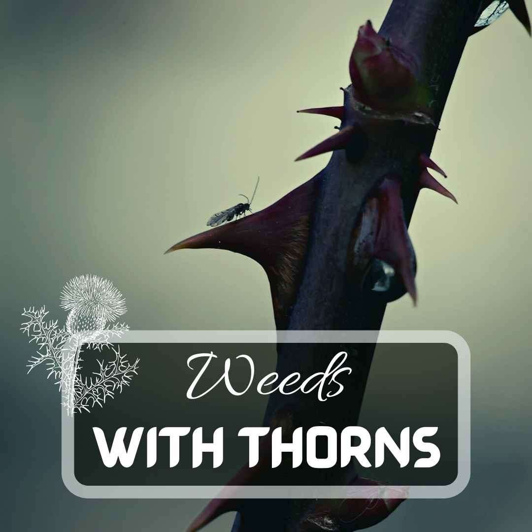 15 Most Common Weeds With Thorns | January 2024 | Just Pure Gardening