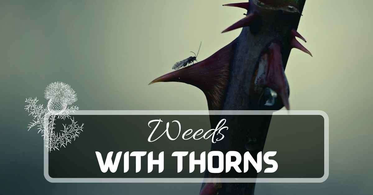 15 Most Common Weeds With Thorns | January 2024 | Just Pure Gardening