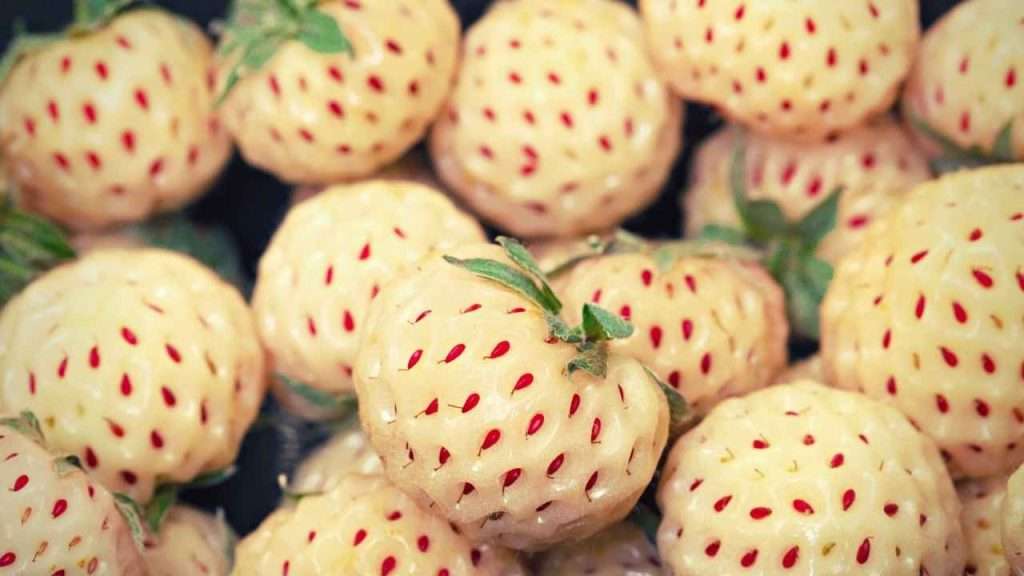 Fruits With Seeds Outside - Pineberry