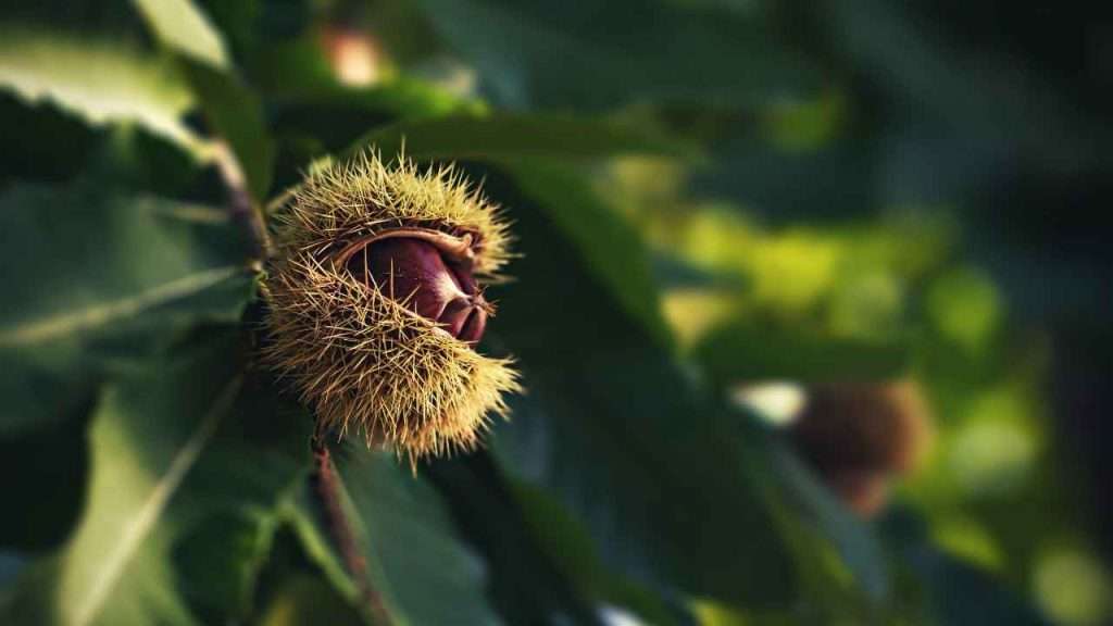 9 Common Weeds With Burrs: Nature's Hitchhikers | September 2023 | Just ...