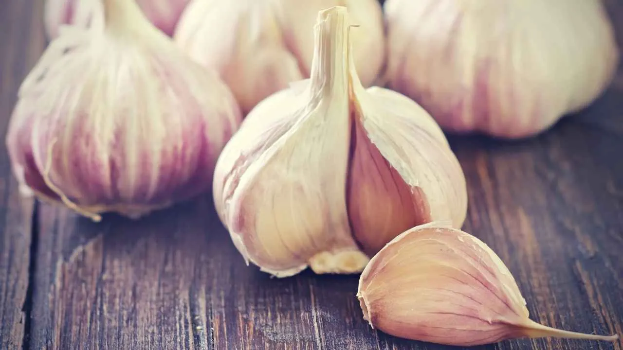 Understanding 10 Garlic Growth Stages | Just Pure Gardening | 2023 ...