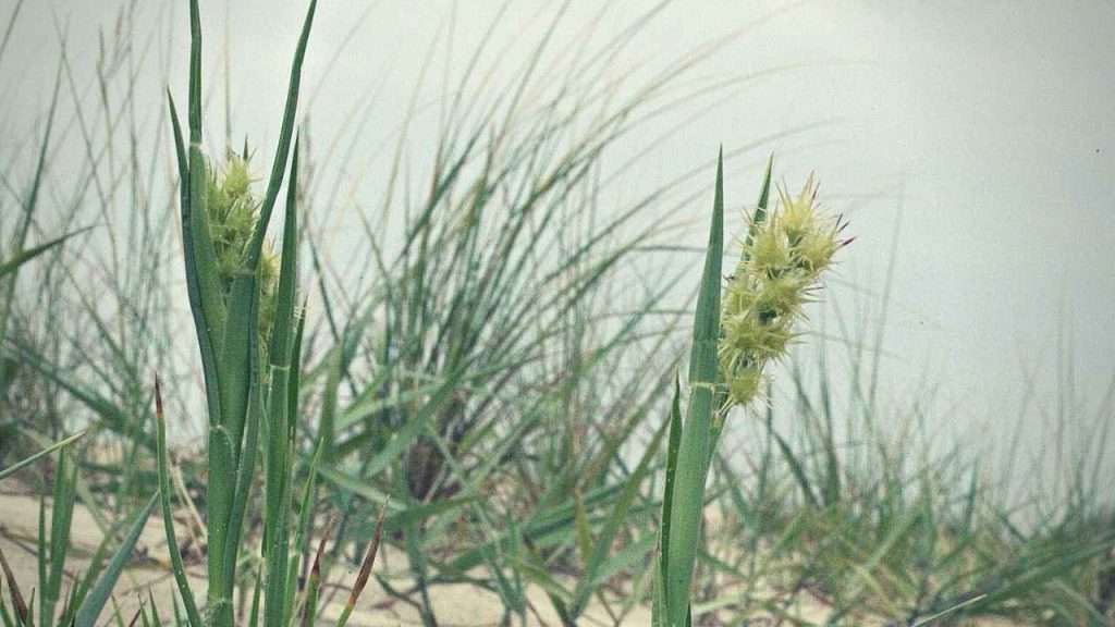 Weeds With Burrs - Field Sandbur