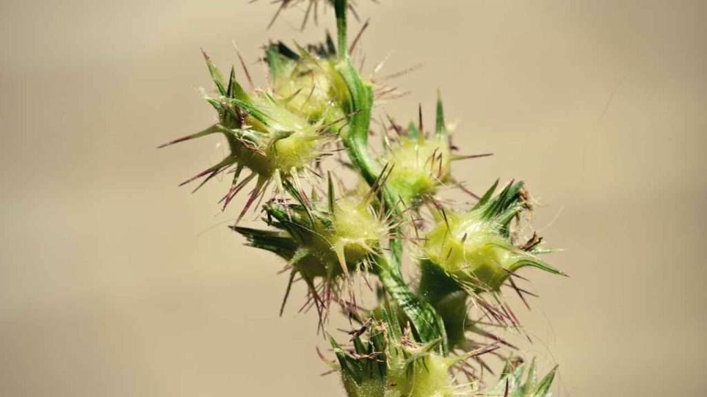 Weeds With Thorns - Sandbur