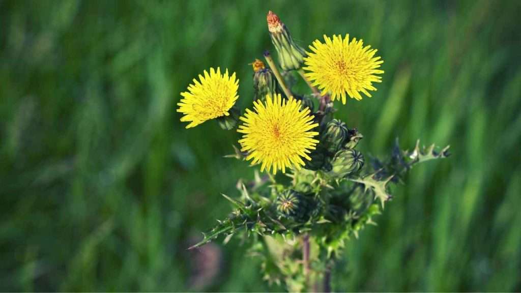 Weeds With Thorns - Spiny Sowthistle