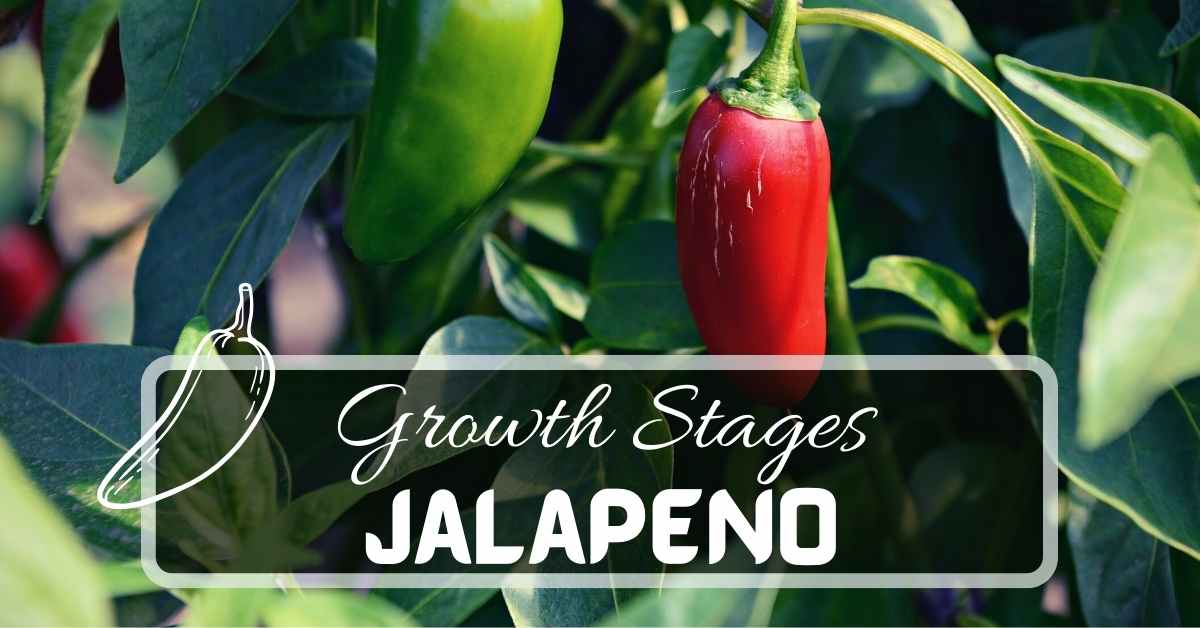 Jalapeno Tree Calorie Chart