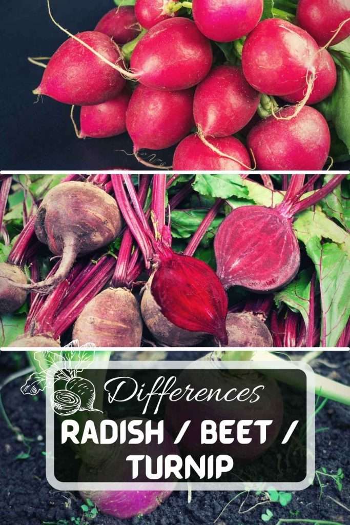 Radish vs Beet vs Turnip, What Are The Differences Pinterest