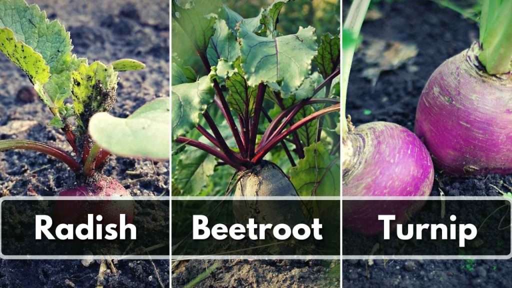 Tips For Identifying Radishes, Beets, And Turnips In The Garden