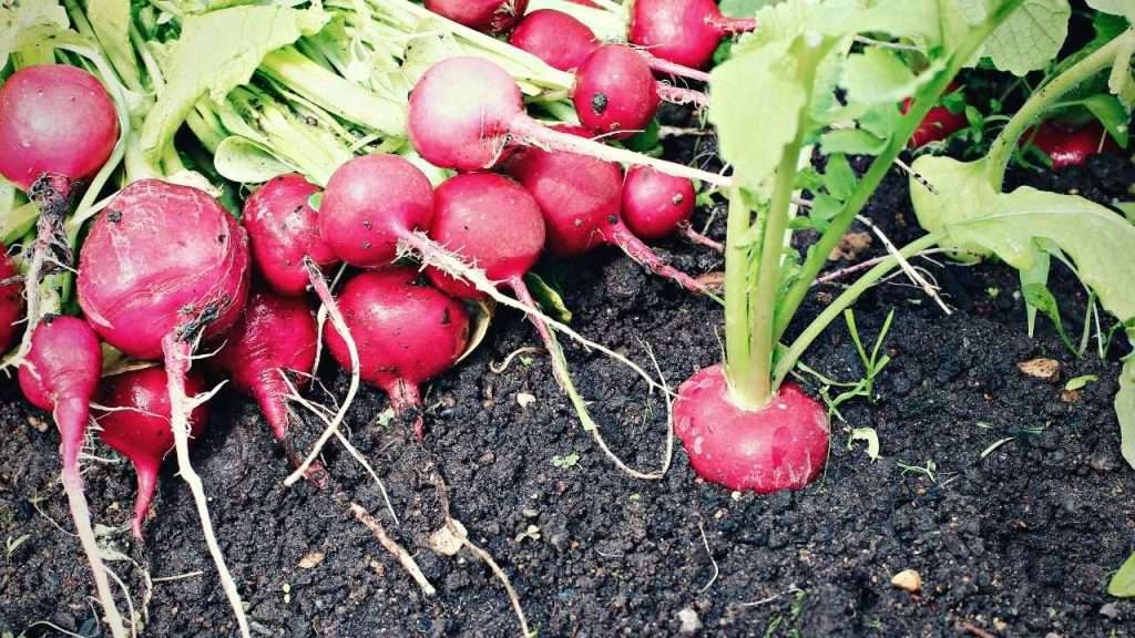 What Are Radishes And Their Characteristics